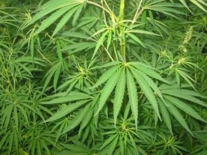 Weed in Sisli
