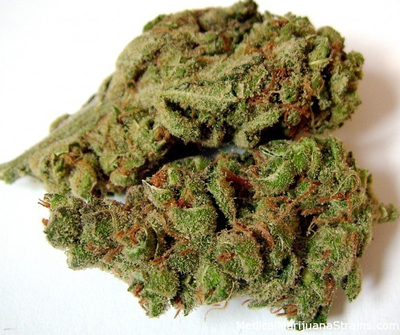 Weed in Marne-la-Vallée 