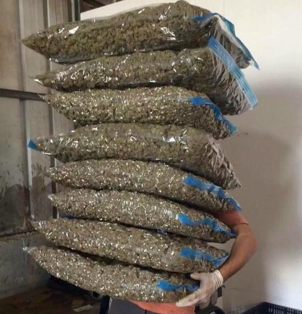 Weed in London, Ontario