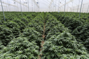 Weed in Jette 