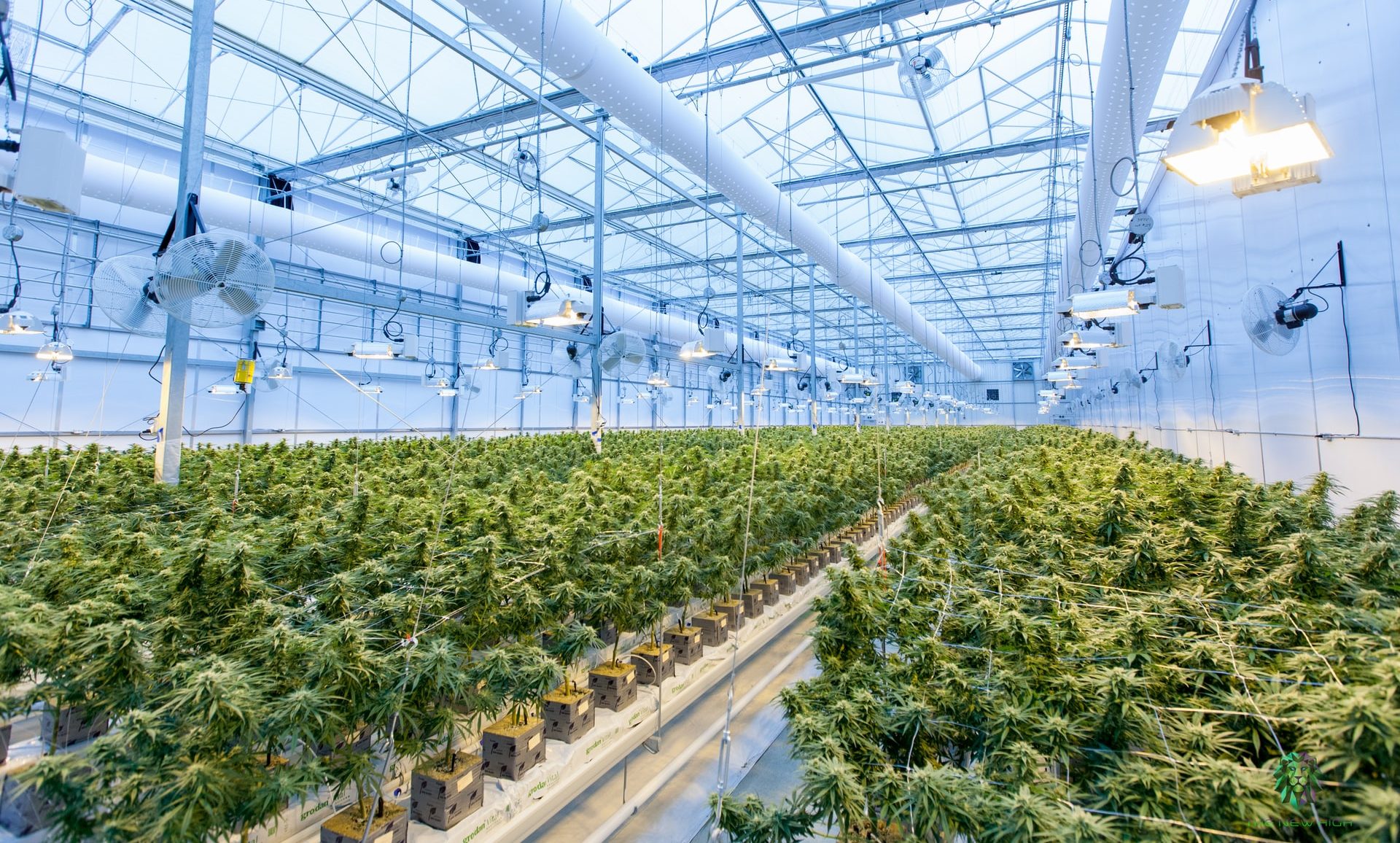 weed-in-puli-your-ultimate-guide